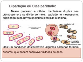 Nesse processo a célula bacteriana duplica seu
cromossomo e se divide ao meio, apoiado no mesossomo,
originando duas novas bactérias idênticas à original.
Obs:Em condições desfavoráveis algumas bactérias formam
esporos, que podem sobreviver milhões de anos.
Bipartição ou Cissiparidade:
 