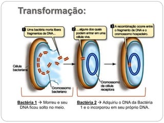 Transformação:
Bactéria 1  Morreu e seu
DNA ficou solto no meio.
Bactéria 2  Adquiriu o DNA da Bactéria
1 e o incorporou em seu próprio DNA.
 