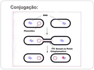 Conjugação:
Pili
 
