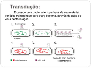 Transdução:
É quando uma bactéria tem pedaços de seu material
genético transportado para outra bactéria, através da ação de
vírus bacteriófagos
Bactéria com Genoma
Recombinante
 