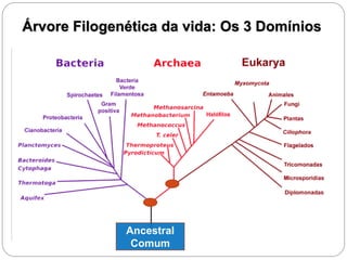 Árvore Filogenética da vida: Os 3 Domínios
Ancestral
Comum
 