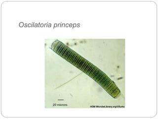 Oscilatoria princeps
 