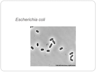 Escherichia coli
 
