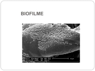 BIOFILME
 