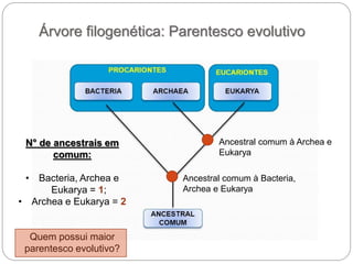 Árvore filogenética: Parentesco evolutivo
Ancestral comum à Bacteria,
Archea e Eukarya
Ancestral comum à Archea e
Eukarya
N° de ancestrais em
comum:
• Bacteria, Archea e
Eukarya = 1;
• Archea e Eukarya = 2
Quem possui maior
parentesco evolutivo?
 