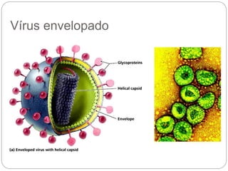 Vírus envelopado
 