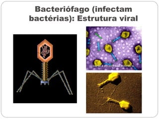 Bacteriófago (infectam
bactérias): Estrutura viral
Cápsula
(proteínas)
Material
genético
 