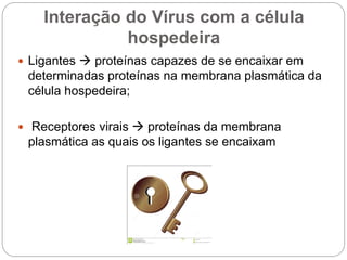 Interação do Vírus com a célula
hospedeira
 Ligantes  proteínas capazes de se encaixar em
determinadas proteínas na membrana plasmática da
célula hospedeira;
 Receptores virais  proteínas da membrana
plasmática as quais os ligantes se encaixam
 