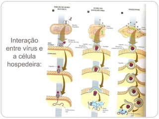 Interação
entre vírus e
a célula
hospedeira:
 