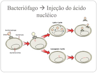 Bacteriófago  Injeção do ácido
nucléico
 