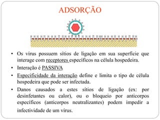 ADSORÇÃO
• Os vírus possuem sítios de ligação em sua superfície que
interage com receptores específicos na célula hospedeira.
• Interação é PASSIVA
• Especificidade da interação define e limita o tipo de célula
hospedeira que pode ser infectada.
• Danos causados a estes sítios de ligação (ex: por
desinfetantes ou calor), ou o bloqueio por anticorpos
específicos (anticorpos neutralizantes) podem impedir a
infectividade de um vírus.
 