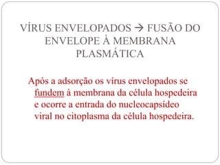 VÍRUS ENVELOPADOS  FUSÃO DO
ENVELOPE À MEMBRANA
PLASMÁTICA
Após a adsorção os vírus envelopados se
fundem à membrana da célula hospedeira
e ocorre a entrada do nucleocapsídeo
viral no citoplasma da célula hospedeira.
 