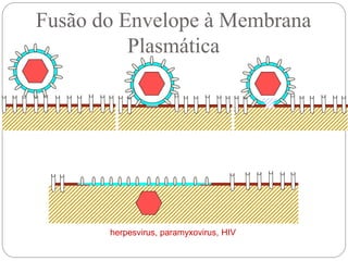Fusão do Envelope à Membrana
Plasmática
herpesvirus, paramyxovirus, HIV
 
