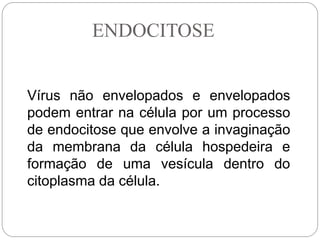 Vírus não envelopados e envelopados
podem entrar na célula por um processo
de endocitose que envolve a invaginação
da membrana da célula hospedeira e
formação de uma vesícula dentro do
citoplasma da célula.
ENDOCITOSE
 