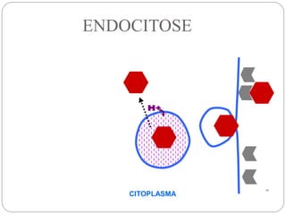 17
ENDOCITOSE
CITOPLASMA
 