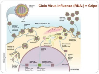 Ciclo Vírus Influenza (RNA-) = Gripe
 
