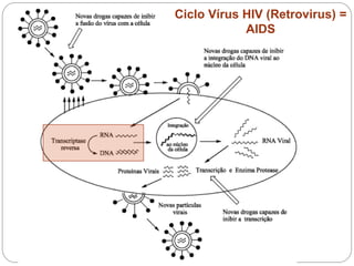 Ciclo Vírus HIV (Retrovirus) =
AIDS
 