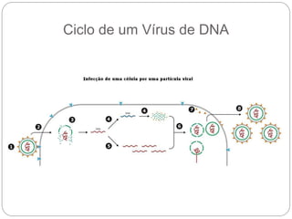 Ciclo de um Vírus de DNA
 