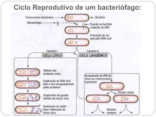 Ciclo Reprodutivo de um bacteriófago:
 