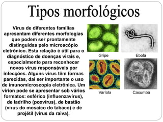 Gripe Ebola
Varíola Caxumba
Vírus de diferentes famílias
apresentam diferentes morfologias
que podem ser prontamente
distinguidas pelo microscópio
eletrônico. Esta relação é útil para o
diagnóstico de doenças virais e,
especialmente para reconhecer
novos vírus responsáveis por
infecções. Alguns vírus têm formas
parecidas, daí ser importante o uso
de imunomicroscopia eletrônica. Um
vírion pode se apresentar sob vários
formatos: esférico (influenzavírus),
de ladrilho (poxvírus), de bastão
(vírus do mosaico do tabaco) e de
projétil (vírus da raiva).
 