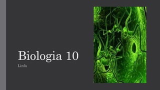 Biologia 10 
Linfa  