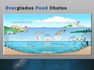 Everglades Food Chains
 