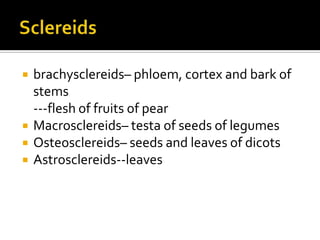 Sclereidsbrachysclereids– phloem, cortex and bark of stems---flesh of fruits of pearMacrosclereids– testa of seeds of legumesOsteosclereids– seeds and leaves of dicotsAstrosclereids--leaves
