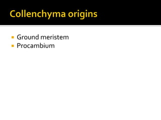 Collenchyma originsGround meristemProcambium