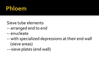 Phloem Sieve tube elements-- arranged end to end-- enucleate-- with specialized depressions at their end wall (sieve areas)---sieve plates (end wall)