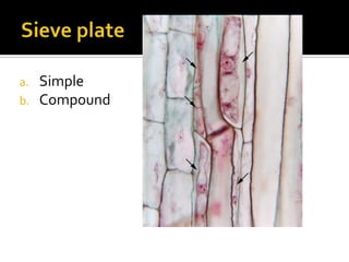 Sieve plateSimpleCompound 
