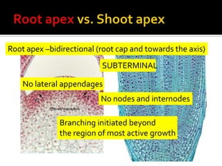 Root apex vs. Shoot apexRoot apex –bidirectional (root cap and towards the axis)SUBTERMINALNo lateral appendagesNo nodes and internodesBranching initiated beyond the region of most active growth