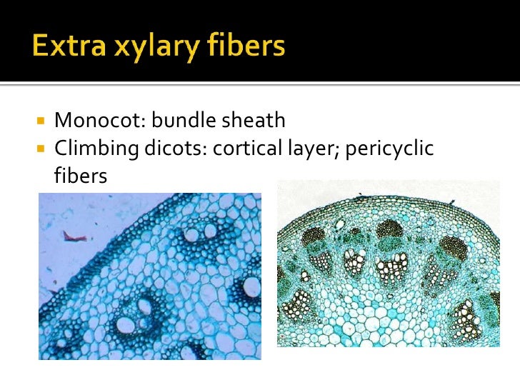 Bio 101 Plant Anatomy Ex 2 5 Postlab