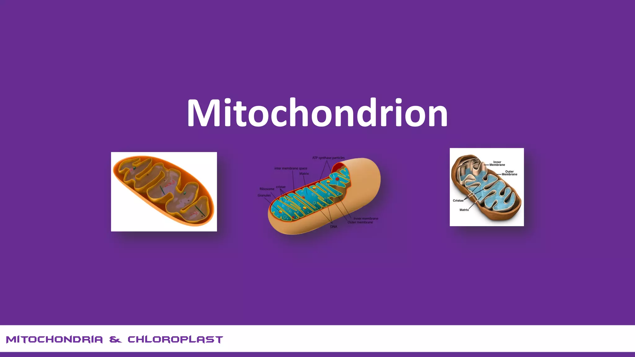 A brief discussion on Mitochondria and Chloroplast | PDF
