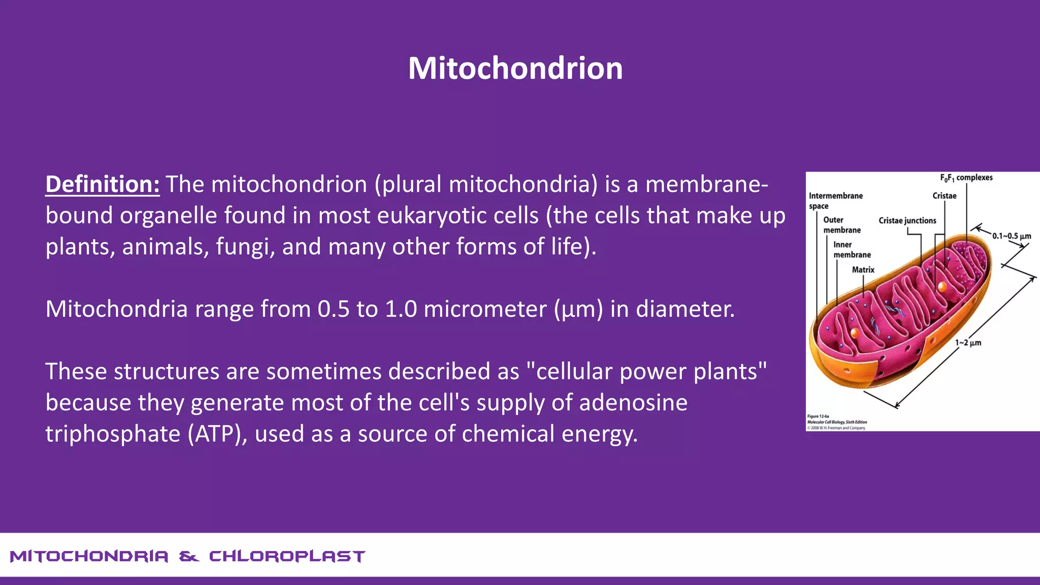 A brief discussion on Mitochondria and Chloroplast | PDF