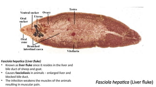 Fasciola hepatica (Liver fluke)
Fasciola hepatica (Liver fluke)
• Known as liver fluke since it resides in the liver and
bile duct of sheep and goat.
• Causes fascioliasis in animals – enlarged liver and
blocked bile duct.
• The infection weakens the muscles of the animals
resulting in muscular pain.
 
