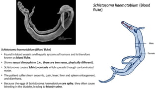 Schistosoma haematobium (Blood
fluke)
Schistosoma haematobium (Blood fluke)
• Found in blood vessels and hepatic systems of humans and is therefore
known as blood fluke.
• Shows sexual dimorphism (i.e., there are two sexes, physically different).
• Schistosoma causes Schistosomiasis which spreads through contaminated
water.
• The patient suffers from anaemia, pain, fever, liver and spleen enlargement,
and diarrhoea.
• Because the eggs of Schistosoma haematobium are spiky, they often cause
bleeding in the bladder, leading to bloody urine.
 