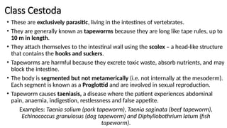 Class Cestoda
• These are exclusively parasitic, living in the intestines of vertebrates.
• They are generally known as tapeworms because they are long like tape rules, up to
10 m in length.
• They attach themselves to the intestinal wall using the scolex – a head-like structure
that contains the hooks and suckers.
• Tapeworms are harmful because they excrete toxic waste, absorb nutrients, and may
block the intestine.
• The body is segmented but not metamerically (i.e. not internally at the mesoderm).
Each segment is known as a Proglottid and are involved in sexual reproduction.
• Tapeworm causes taeniasis, a disease where the patient experiences abdominal
pain, anaemia, indigestion, restlessness and false appetite.
Examples: Taenia solium (pork tapeworm), Taenia saginata (beef tapeworm),
Echinococcus granulosus (dog tapeworm) and Diphyllobothrium latum (fish
tapeworm).
 