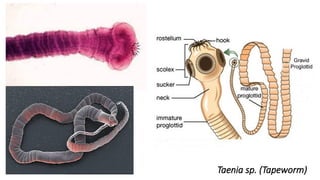 Taenia sp. (Tapeworm)
 