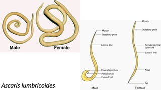 Ascaris lumbricoides
 
