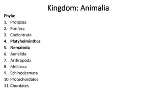 Kingdom: Animalia
Phyla:
1. Protozoa
2. Porifera
3. Coelentrata
4. Platyhelminthes
5. Nematoda
6. Annelida
7. Arthropoda
8. Mollusca
9. Echinodermata
10. Protochordates
11. Chordates
 