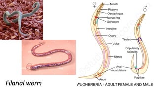 Filarial worm
 