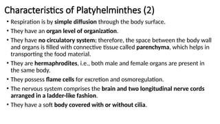 Characteristics of Platyhelminthes (2)
• Respiration is by simple diffusion through the body surface.
• They have an organ level of organization.
• They have no circulatory system; therefore, the space between the body wall
and organs is filled with connective tissue called parenchyma, which helps in
transporting the food material.
• They are hermaphrodites, i.e., both male and female organs are present in
the same body.
• They possess flame cells for excretion and osmoregulation.
• The nervous system comprises the brain and two longitudinal nerve cords
arranged in a ladder-like fashion.
• They have a soft body covered with or without cilia.
 