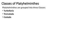 Classes of Platyhelminthes
Platyhelminthes are grouped into three Classes:
• Turbellaria
• Trematoda
• Cestoda
 