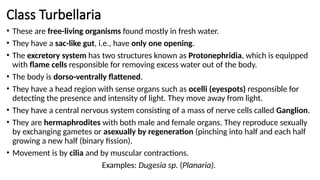 Class Turbellaria
• These are free-living organisms found mostly in fresh water.
• They have a sac-like gut, i.e., have only one opening.
• The excretory system has two structures known as Protonephridia, which is equipped
with flame cells responsible for removing excess water out of the body.
• The body is dorso-ventrally flattened.
• They have a head region with sense organs such as ocelli (eyespots) responsible for
detecting the presence and intensity of light. They move away from light.
• They have a central nervous system consisting of a mass of nerve cells called Ganglion.
• They are hermaphrodites with both male and female organs. They reproduce sexually
by exchanging gametes or asexually by regeneration (pinching into half and each half
growing a new half (binary fission).
• Movement is by cilia and by muscular contractions.
Examples: Dugesia sp. (Planaria).
 