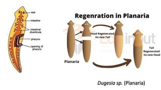 Dugesia sp. (Planaria)
 