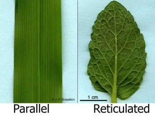 Parallel Reticulate Bio 103.2 External and Internal Structure of Leaf | PPTX