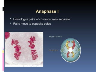 Bio 103 L 8 Cell Division- Mitosis & Meiosis.ppt
