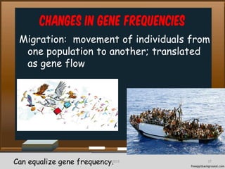 Changes in Gene frequencies
Migration: movement of individuals from
one population to another; translated
as gene flow
Can equalize gene frequency. 37cces2015
 