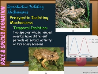 Race&SpeciesFormation Reproductive Isolating
Mechanisms
Prezygotic Isolating
Mechanisms
Temporal Isolation:
two species whose ranges
overlap have different
periods of sexual activity
or breeding seasons
44cces2015
 