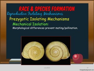 Race & Species Formation
Reproductive Isolating Mechanisms
Prezygotic Isolating Mechanisms
Mechanical Isolation:
Morphological differences prevent mating/pollination.
47cces2015
 